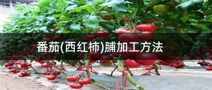 番茄(西红柿)脯加工方法