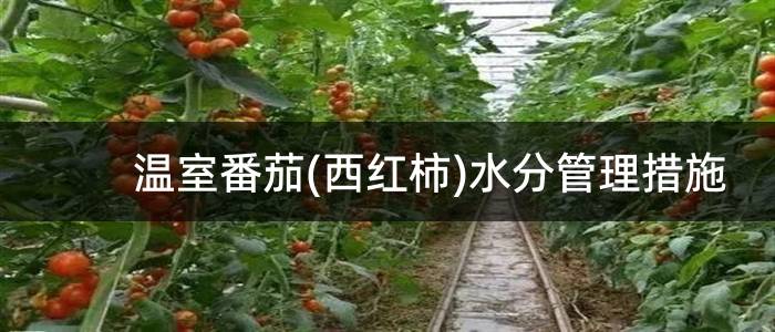 温室番茄(西红柿)水分管理措施