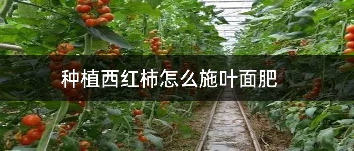 种植西红柿怎么施叶面肥