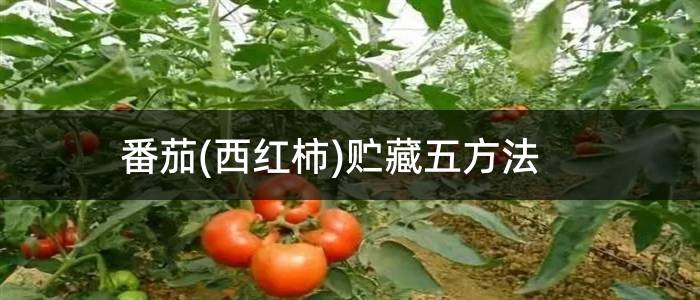 番茄(西红柿)贮藏五方法