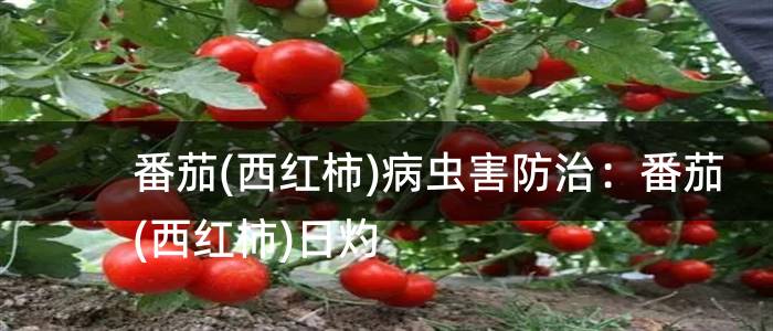 番茄(西红柿)病虫害防治：番茄(西红柿)日灼