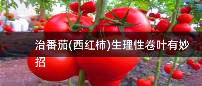 治番茄(西红柿)生理性卷叶有妙招