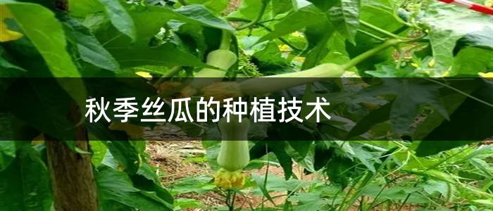 秋季丝瓜的种植技术