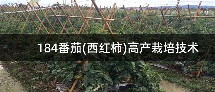 184番茄(西红柿)高产栽培技术
