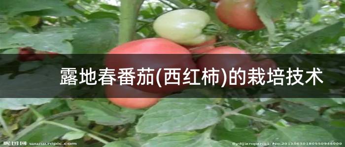 露地春番茄(西红柿)的栽培技术
