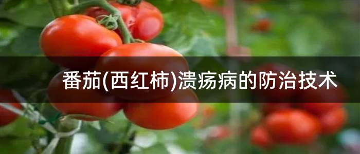 番茄(西红柿)溃疡病的防治技术