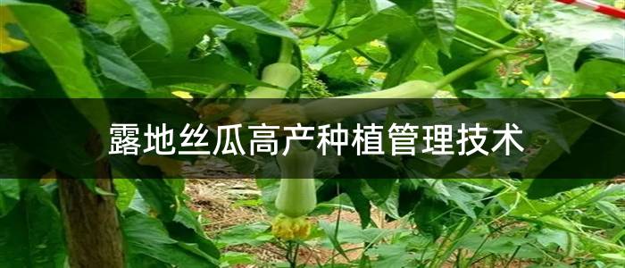 露地丝瓜高产种植管理技术