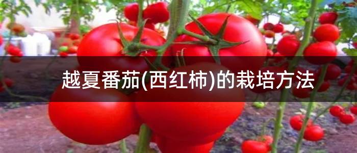 越夏番茄(西红柿)的栽培方法
