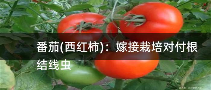 番茄(西红柿)：嫁接栽培对付根结线虫