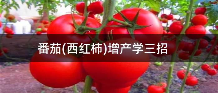 番茄(西红柿)增产学三招
