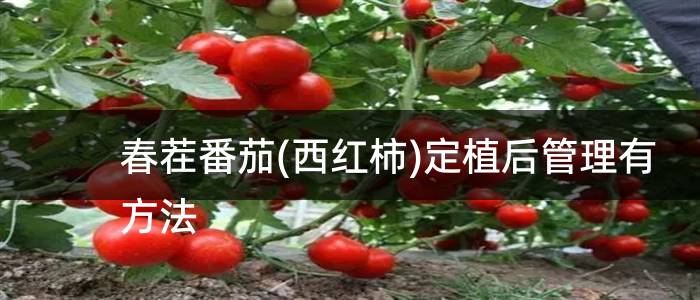 春茬番茄(西红柿)定植后管理有方法