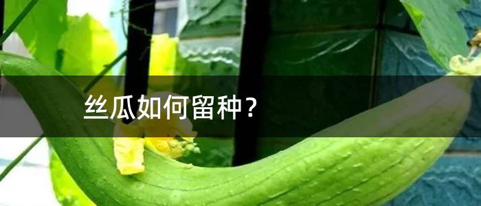 丝瓜如何留种？
