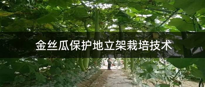 金丝瓜保护地立架栽培技术