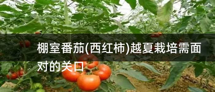 棚室番茄(西红柿)越夏栽培需面对的关口