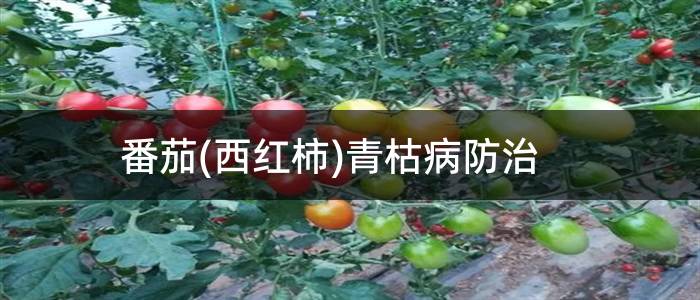 番茄(西红柿)青枯病防治