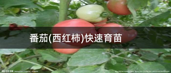 番茄(西红柿)快速育苗