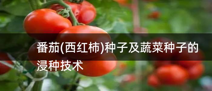 番茄(西红柿)种子及蔬菜种子的浸种技术