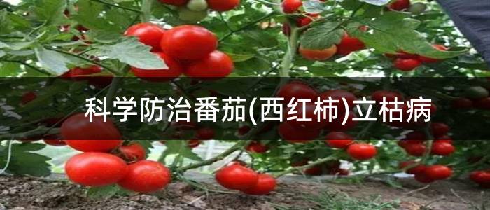 科学防治番茄(西红柿)立枯病