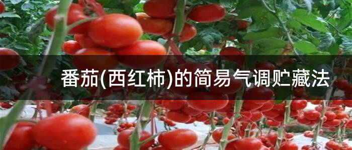 番茄(西红柿)的简易气调贮藏法