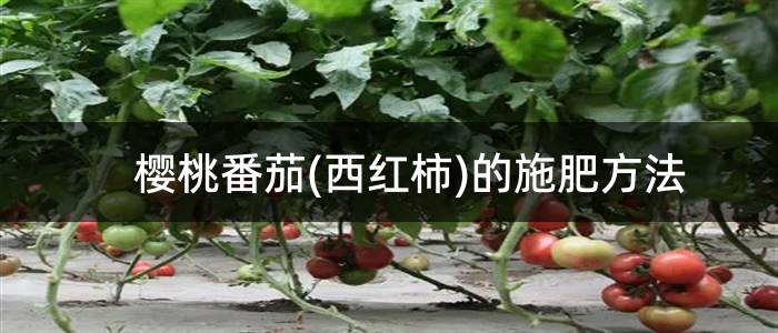 樱桃番茄(西红柿)的施肥方法