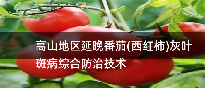 高山地区延晚番茄(西红柿)灰叶斑病综合防治技术