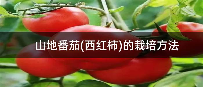 山地番茄(西红柿)的栽培方法