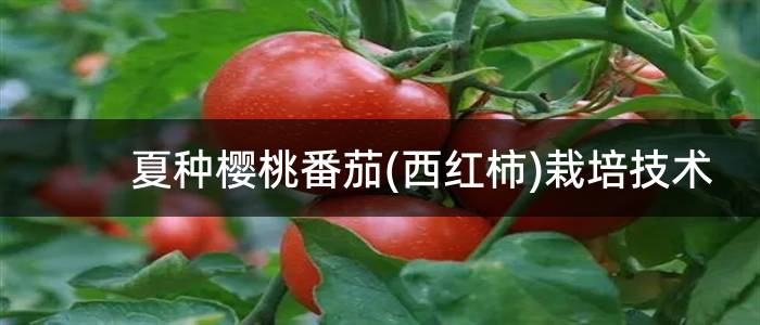 夏种樱桃番茄(西红柿)栽培技术
