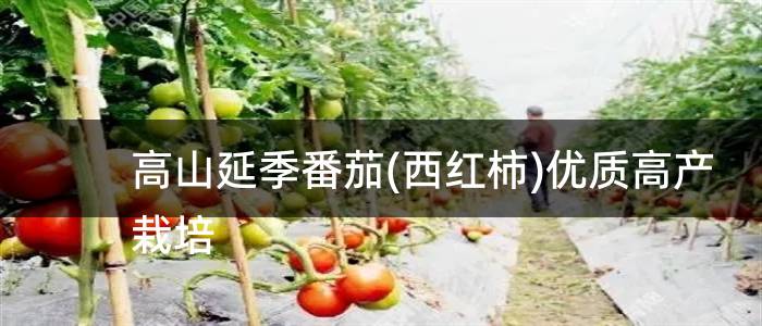 高山延季番茄(西红柿)优质高产栽培