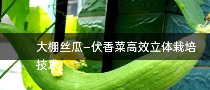 大棚丝瓜—伏香菜高效立体栽培技术