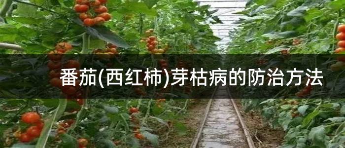 番茄(西红柿)芽枯病的防治方法