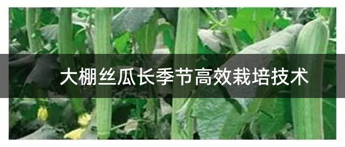 大棚丝瓜长季节高效栽培技术