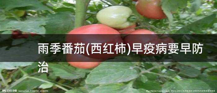 雨季番茄(西红柿)早疫病要早防治