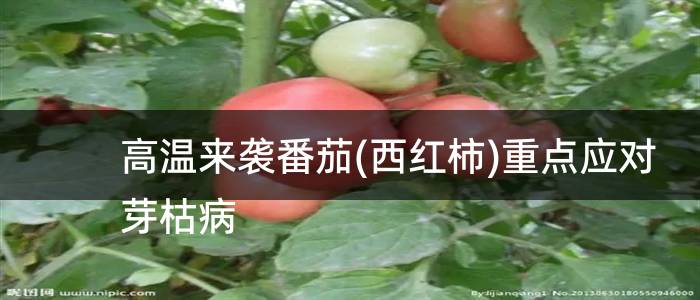 高温来袭番茄(西红柿)重点应对芽枯病