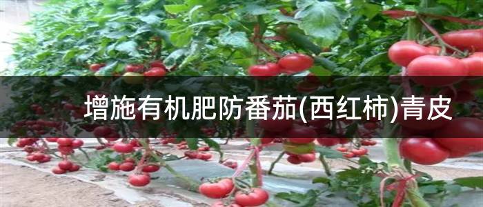 增施有机肥防番茄(西红柿)青皮