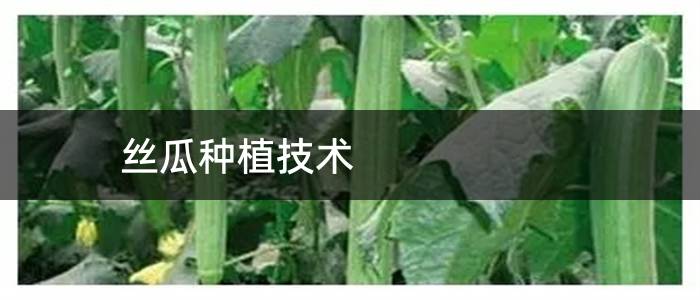 丝瓜种植技术