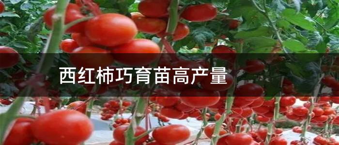 西红柿巧育苗高产量