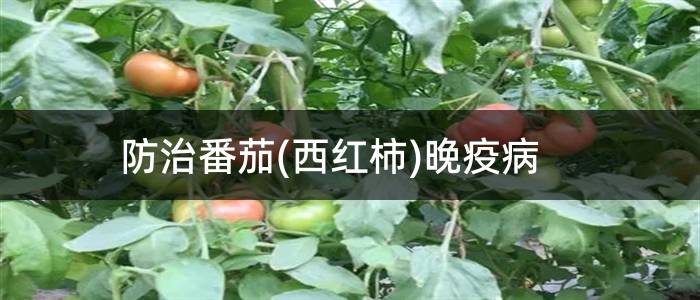 防治番茄(西红柿)晚疫病