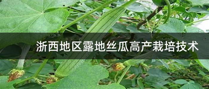 浙西地区露地丝瓜高产栽培技术