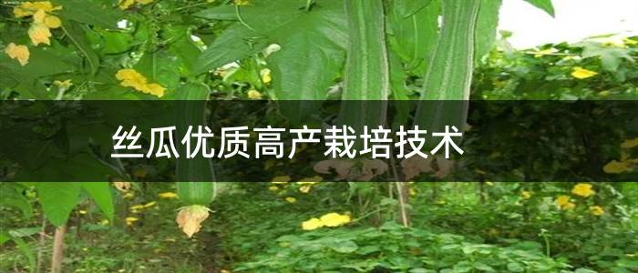 丝瓜优质高产栽培技术