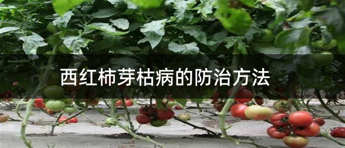 西红柿芽枯病的防治方法