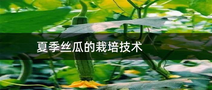 夏季丝瓜的栽培技术