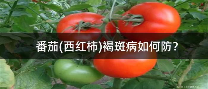 番茄(西红柿)褐斑病如何防？