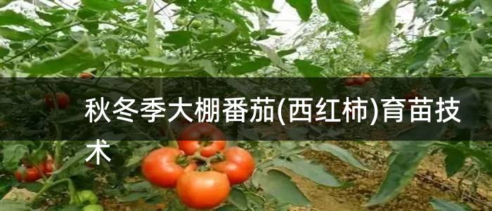 秋冬季大棚番茄(西红柿)育苗技术
