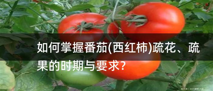 如何掌握番茄(西红柿)疏花、疏果的时期与要求？