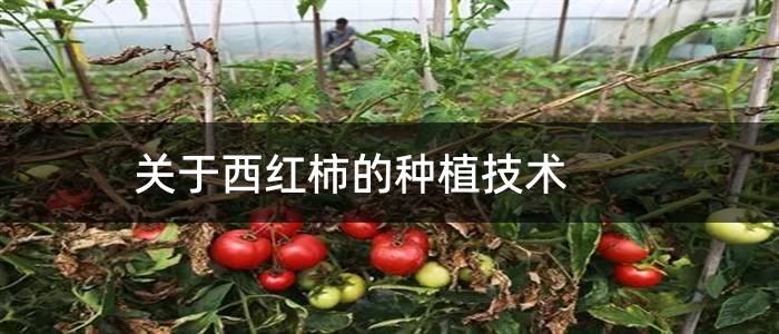 关于西红柿的种植技术