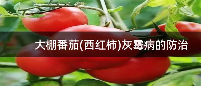 大棚番茄(西红柿)灰霉病的防治