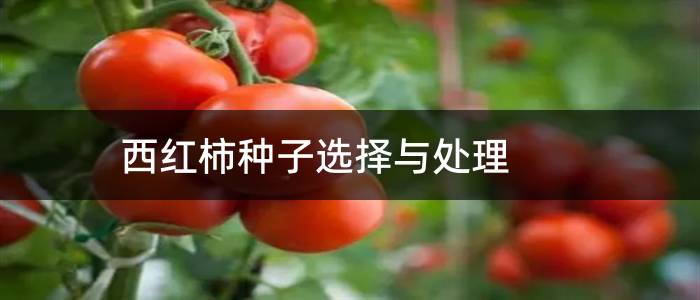 西红柿种子选择与处理