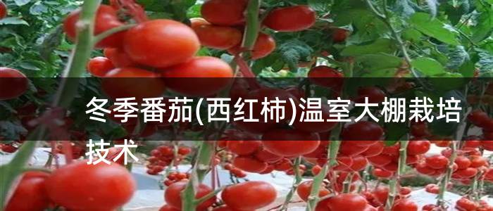 冬季番茄(西红柿)温室大棚栽培技术