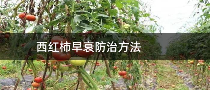 西红柿早衰防治方法