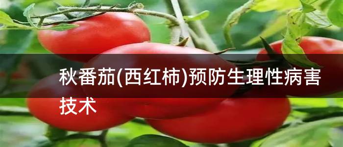 秋番茄(西红柿)预防生理性病害技术